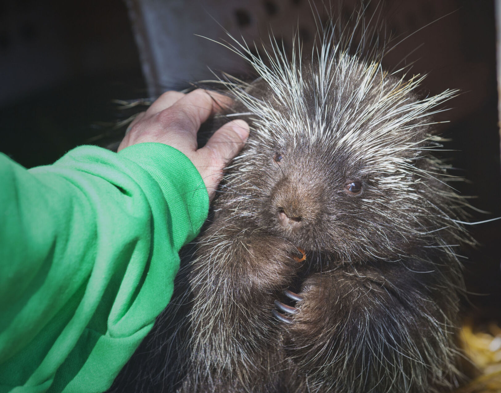 Penny, rehabilitated in NNY, off to the San Diego Zoo